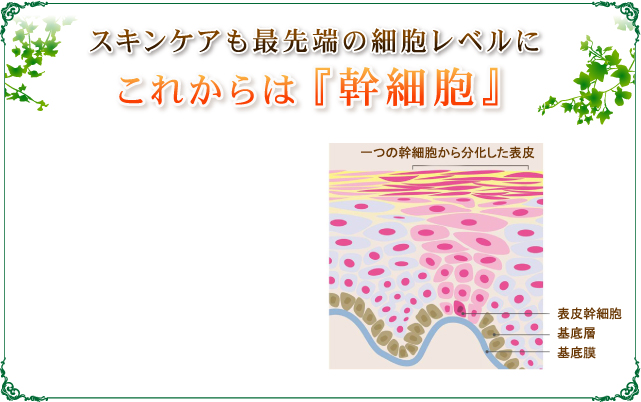 スキンケアも最先端の細胞レベルに これからは『幹細胞』